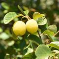 Divuza, Styrax&hellip;
