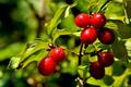 Drijen, Cornus&hellip;