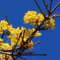 Drijen, Cornus&hellip;