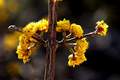 Drijen, Cornus&hellip;