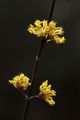 Drijen, Cornus&hellip;
