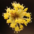 Drijen, Cornus&hellip;