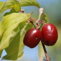 Drijen, Cornus&hellip;