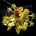 Drijen, Cornus&hellip;