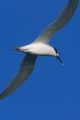 Dugokljuna čig&hellip;