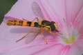 Episyrphus bal&hellip;