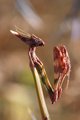 Empusa pennata&hellip;
