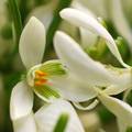 Galanthus niva&hellip;