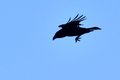 Gavran, Corvus&hellip;