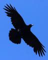 Gavran, Corvus&hellip;
