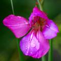 Gladiola, Glad&hellip;
