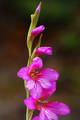Gladiola, Glad&hellip;
