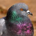 Golub, Columba&hellip;