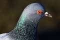 Golub, Columba&hellip;