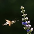 Golupka, Macro&hellip;