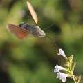 Golupka, Macro&hellip;