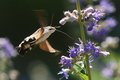 Golupka, Macro&hellip;