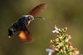 Golupka, Macro&hellip;