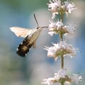 Golupka, Macro&hellip;