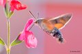Golupka, Macro&hellip;
