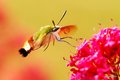Hemaris fucifo&hellip;
