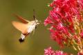 Hemaris fucifo&hellip;