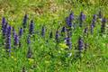 Iva, Ajuga rep&hellip;