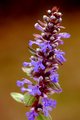Iva, Ajuga rep&hellip;