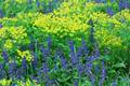 Iva, Ajuga rep&hellip;