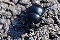Kotrljan, Geot&hellip;
