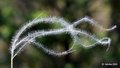 Kovilje, Stipa&hellip;