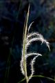 Kovilje, Stipa&hellip;