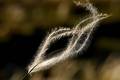 Kovilje, Stipa&hellip;
