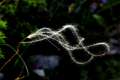 Kovilje, Stipa&hellip;