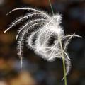 Kovilje, Stipa&hellip;