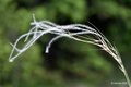 Kovilje, Stipa&hellip;