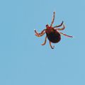 Krpelj, Ixodes&hellip;