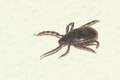 Krpelj, Ixodes&hellip;