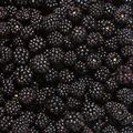 Kupina, Rubus &hellip;