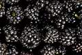 Kupina, Rubus &hellip;