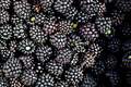 Kupina, Rubus &hellip;