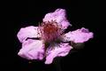 Kupina, Rubus &hellip;