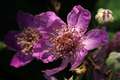 Kupina, Rubus &hellip;