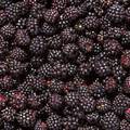 Kupina, Rubus &hellip;