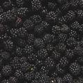 Kupina, Rubus &hellip;