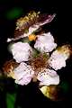 Kupina, Rubus &hellip;