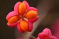 Kurika, Euonym&hellip;