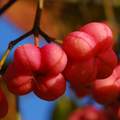 Kurika, Euonym&hellip;