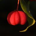Kurika, Euonym&hellip;
