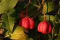 Kurika, Euonym&hellip;